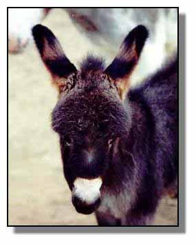 donkey hotlinks