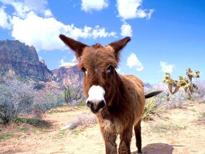 photo of donkey