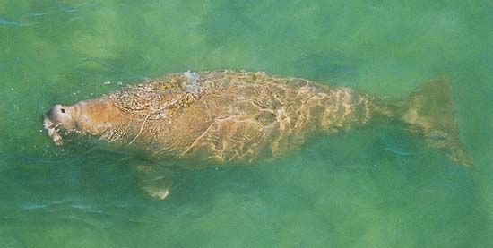 photo of dugong