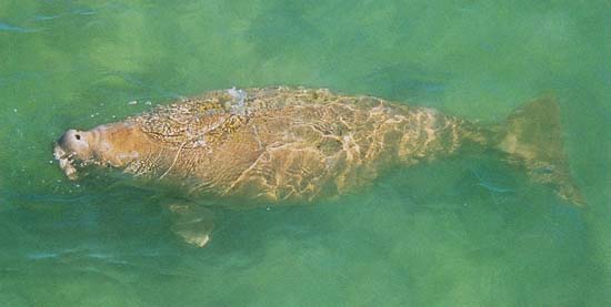 photo of dugong