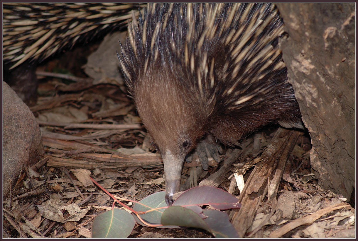 picture of an echidna