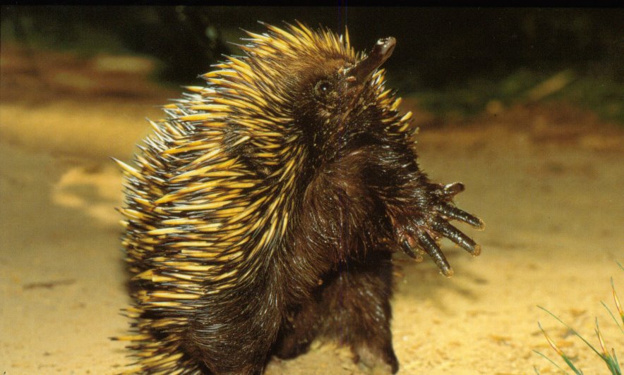picture of an echidna
