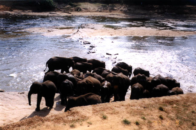 bathing elephant orphans