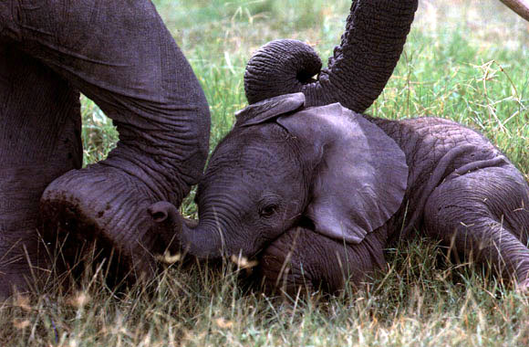 photo of  baby elephant