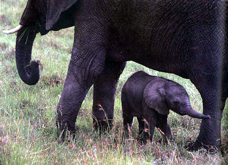 elephant photograph