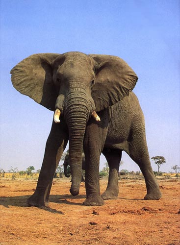 photograph of African bull elephant