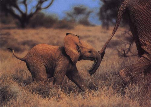 photograph of a baby  African elephant