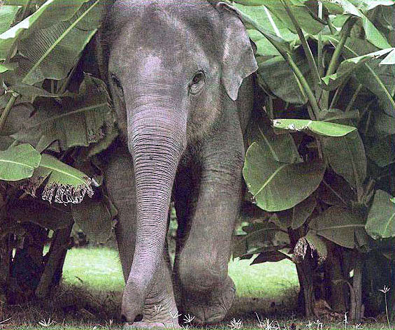 photo of shy young elephant