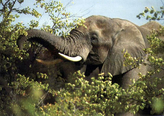 photo of elephant eating foliage