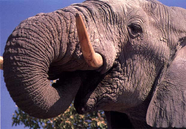 photo of elephants feeding