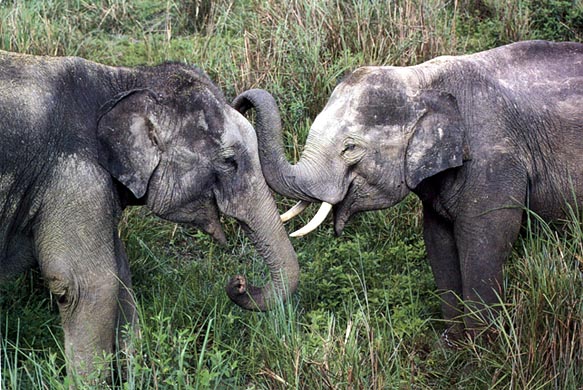 photo of elephants sniffing each other