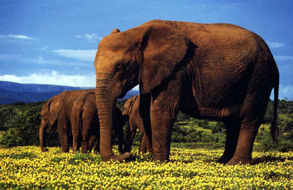 photo of elephants dining