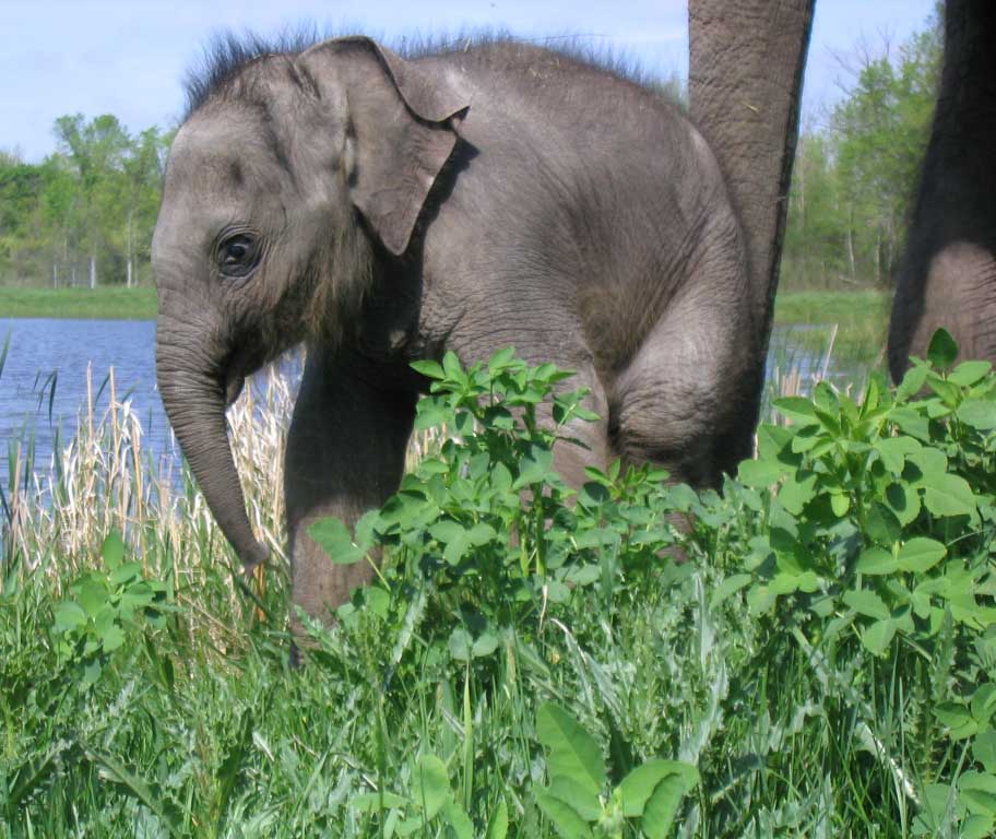 photo of elephant calf