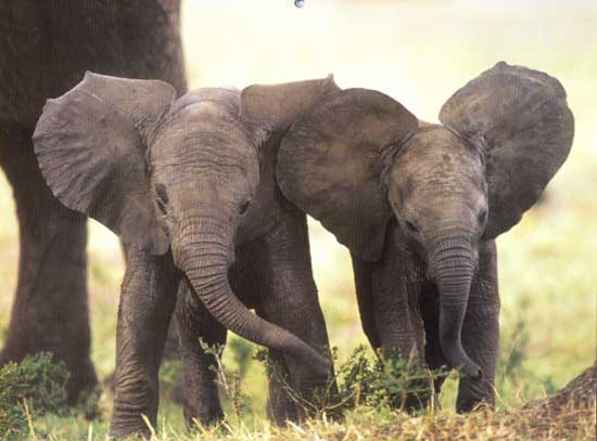 photo of two baby elephants