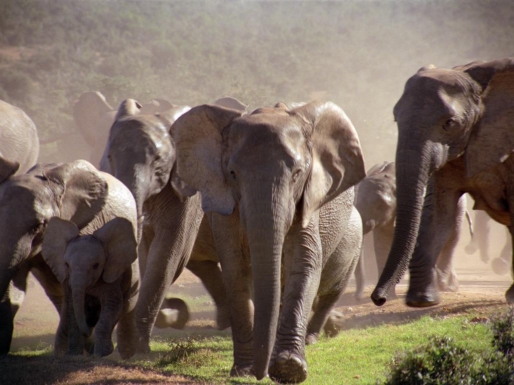 photo of elephant family