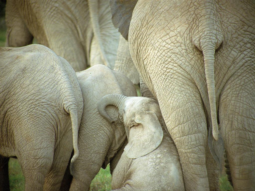 photo of elephant family