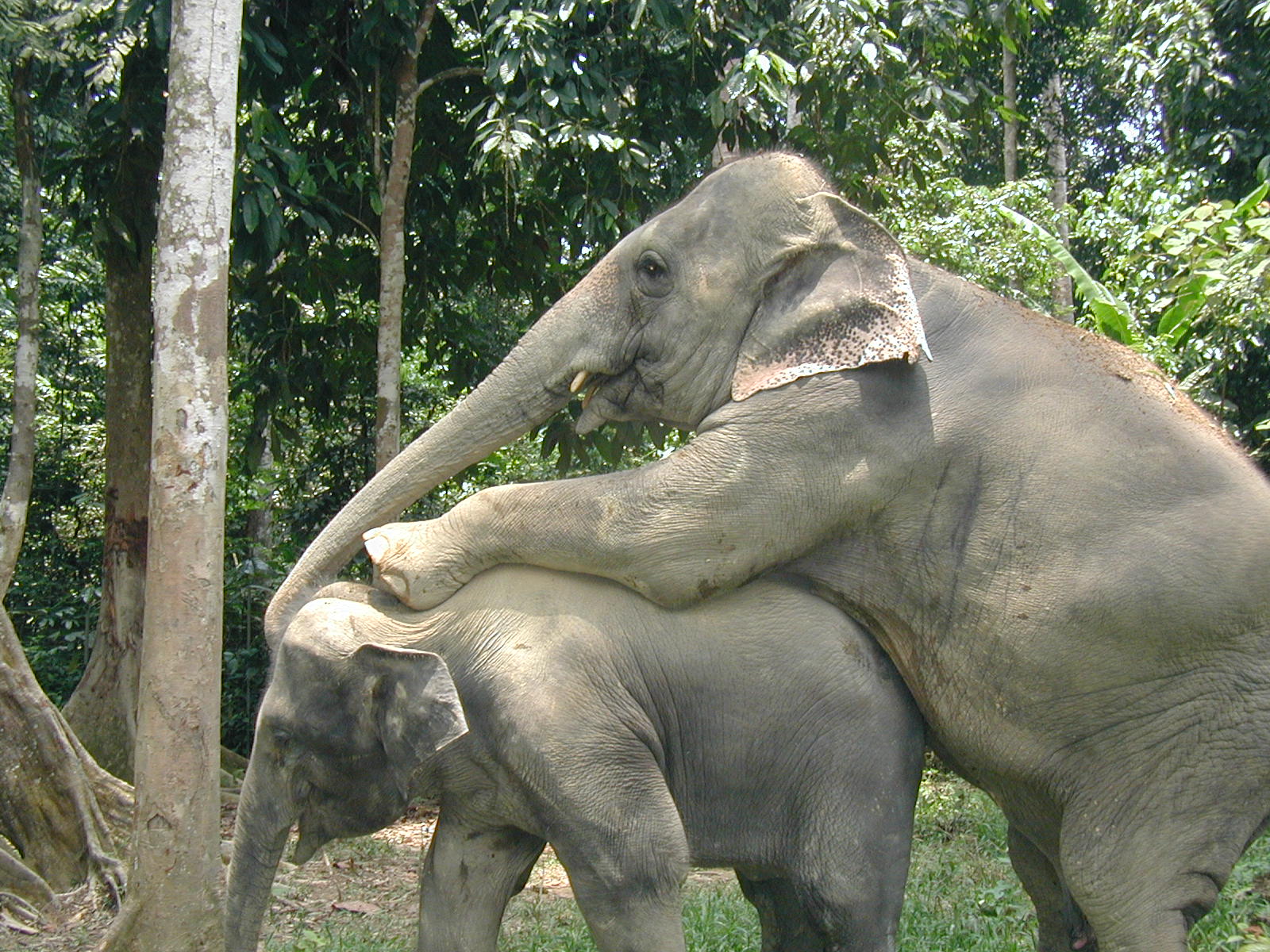 photo of elephant lovemaking
