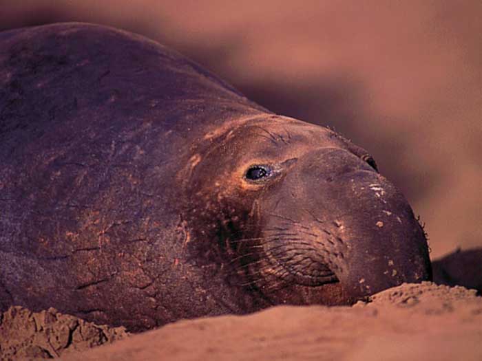 photo of a sleepy bull elephant-seal