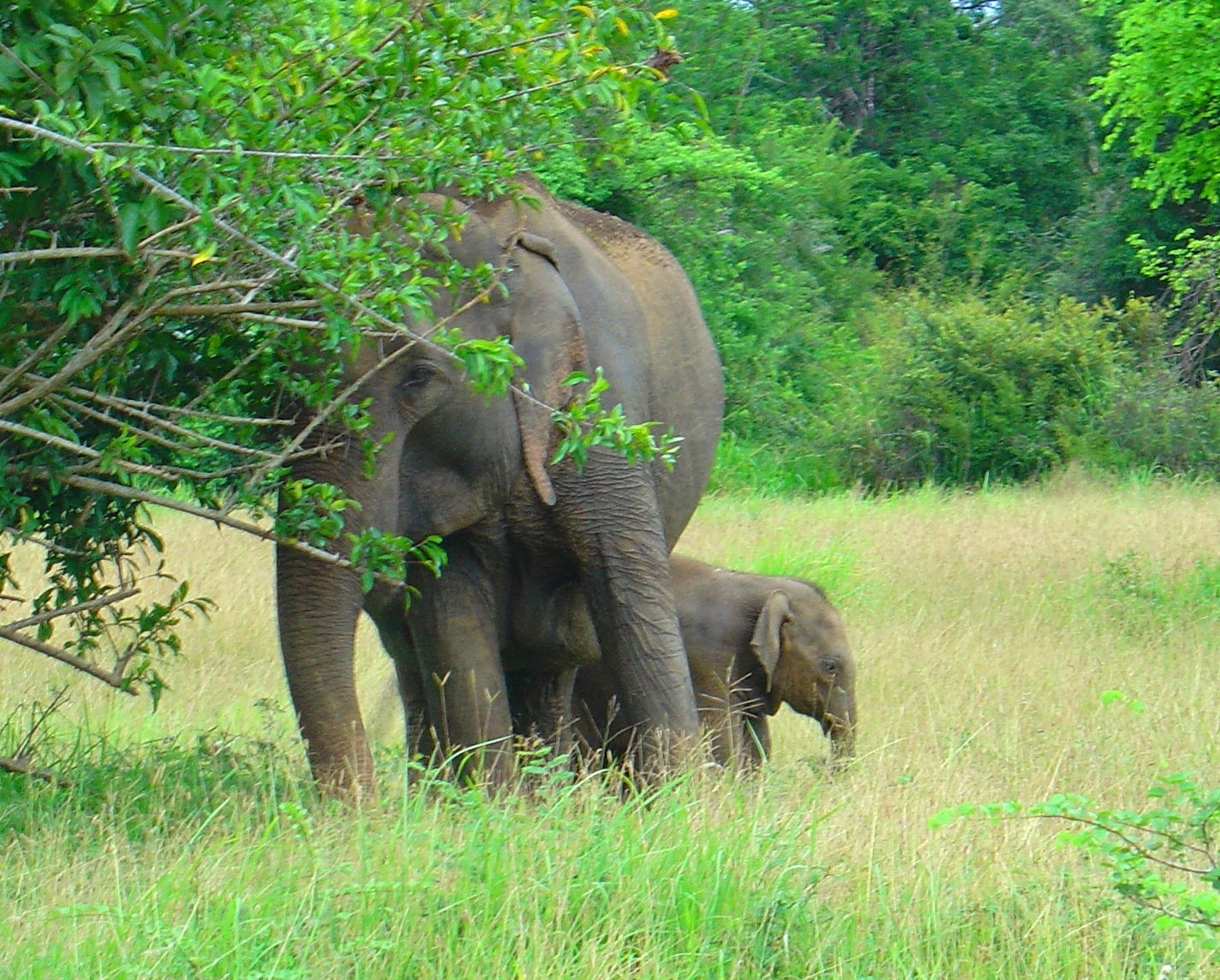 photo of African elephant and calf