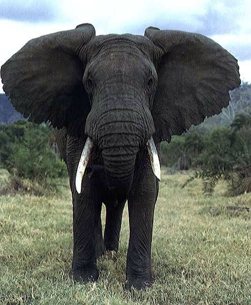 elephant photo