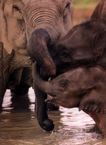 photo of elephants at play