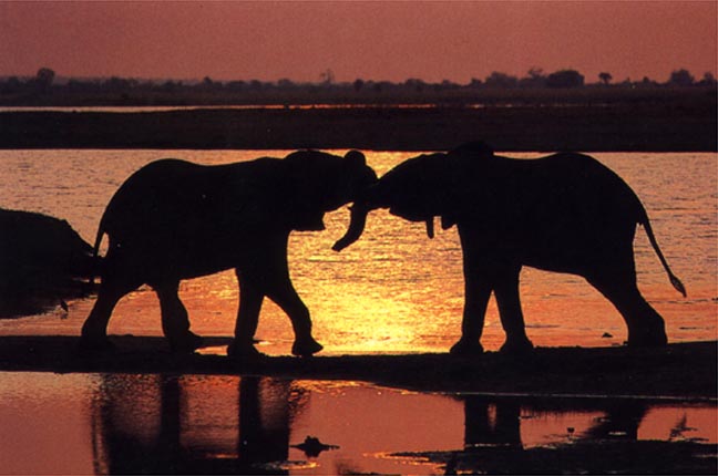 photo of elephants jousting