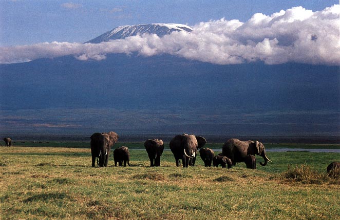 photo of African elephant