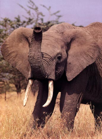 photo of male African elephant