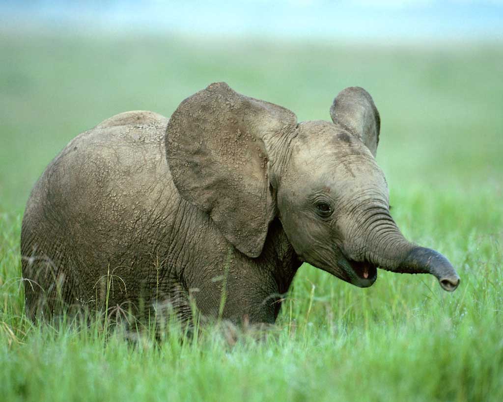 playful elephant calf