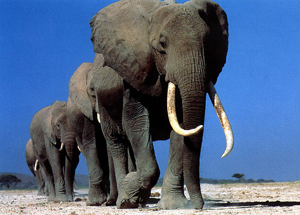 marching elephants