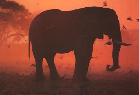 photograph of an African elephant