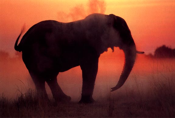 photo of African elephant at dusk