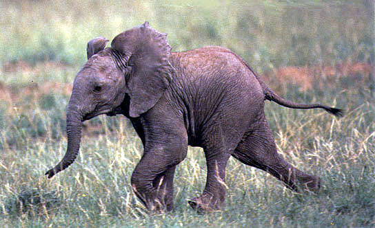 photo of elephant calf