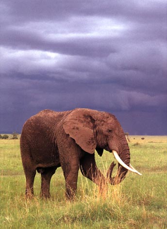 photo of African elephant