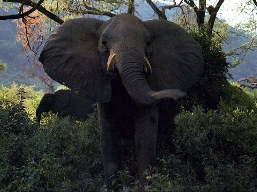 photo of elephants foraging