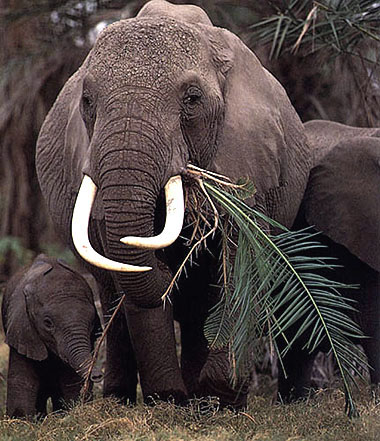 munching elephants
