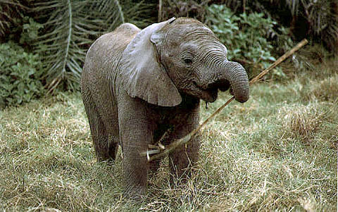 A munching elephant