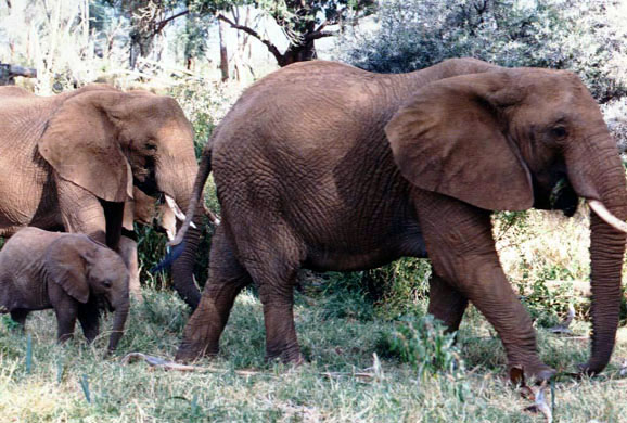 photo of elephant family