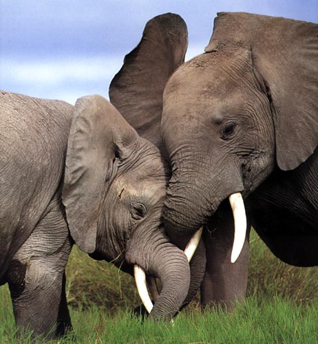 photograph of elephants jousting