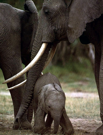 baby elephant photo