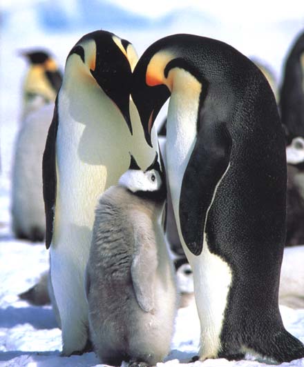 photograph of emperor penguins