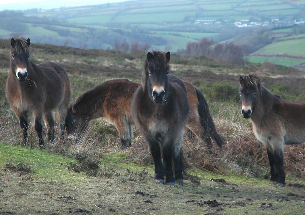 photo of Exmoor ponies