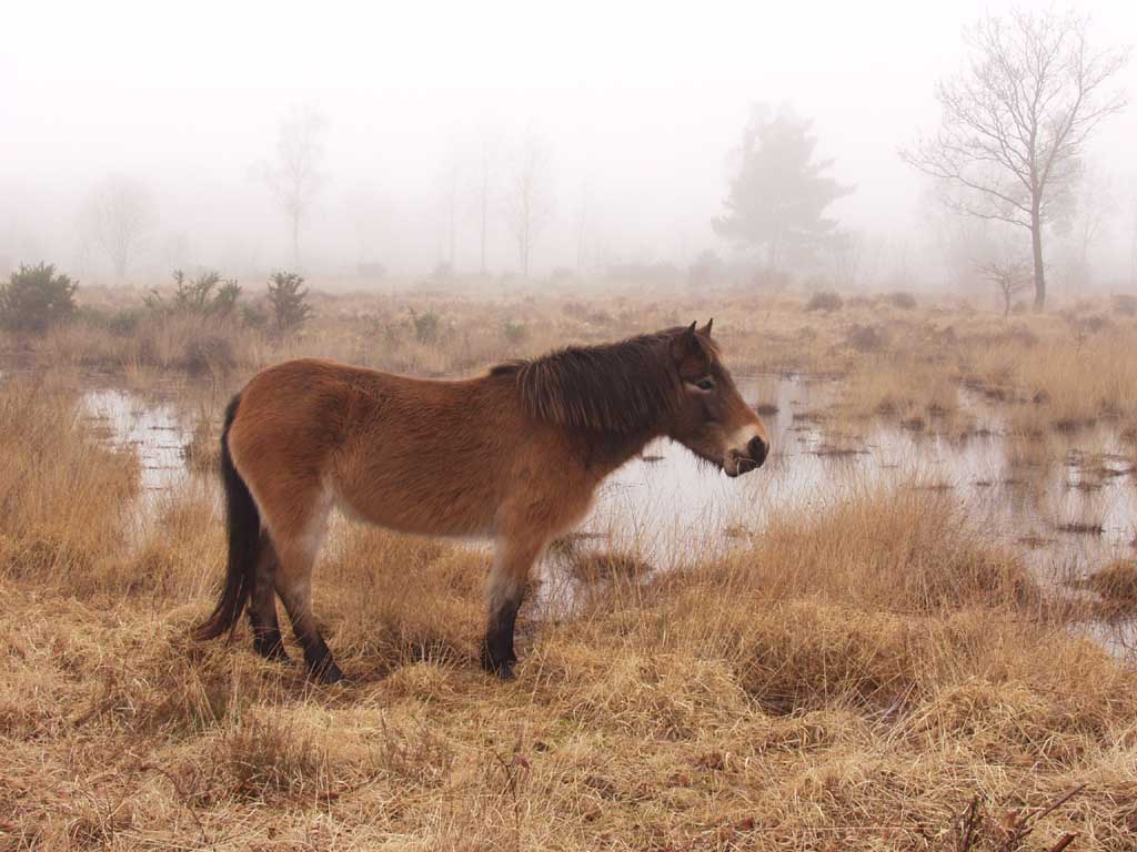 wild Exmoor pony