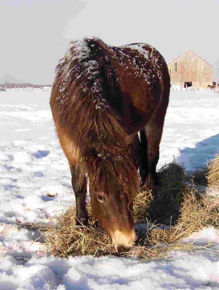 photo of Exmoor pony