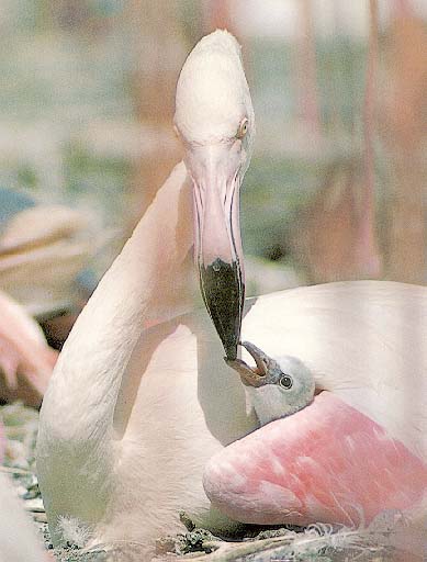 photo of a baby flamingo and her mother