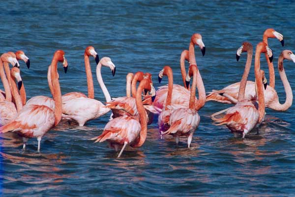 photo of flamingos