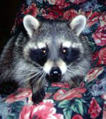 photo of raccoon in a bed of flowers