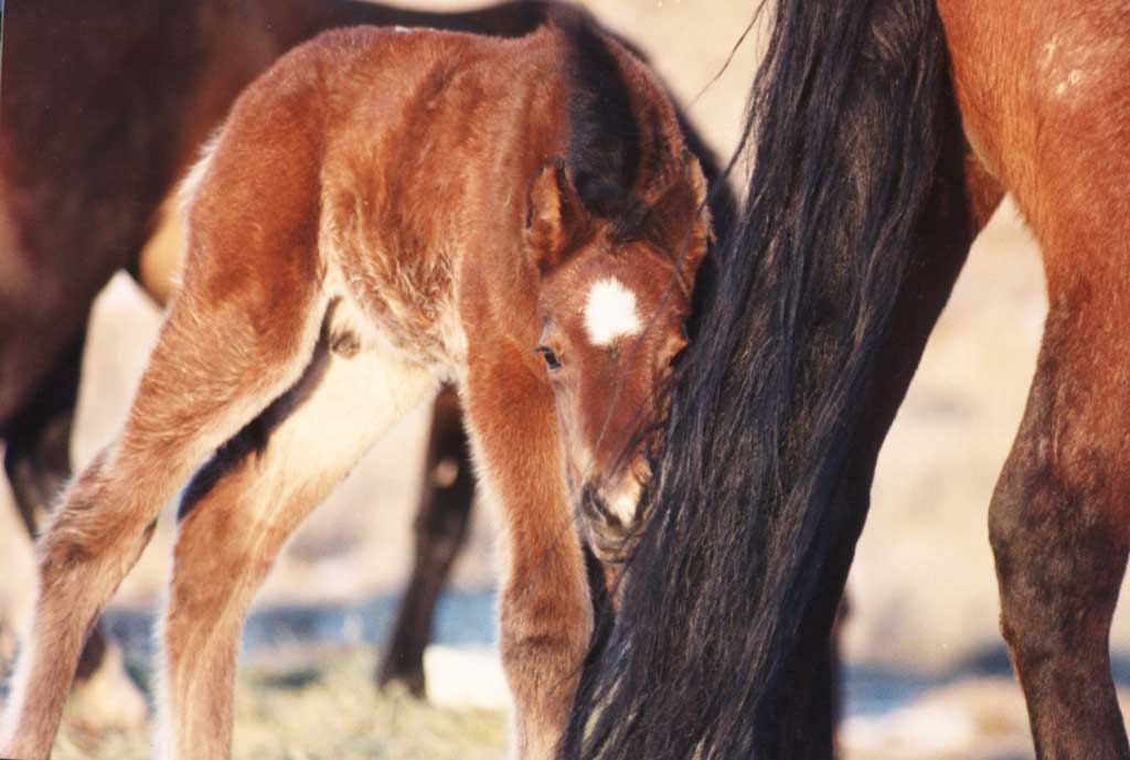 photo of a foal hiding behind mother