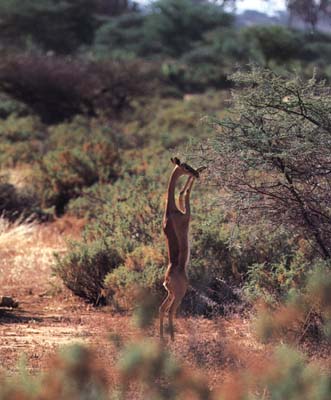 photograph of gerenuk