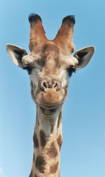 photo of giraffe